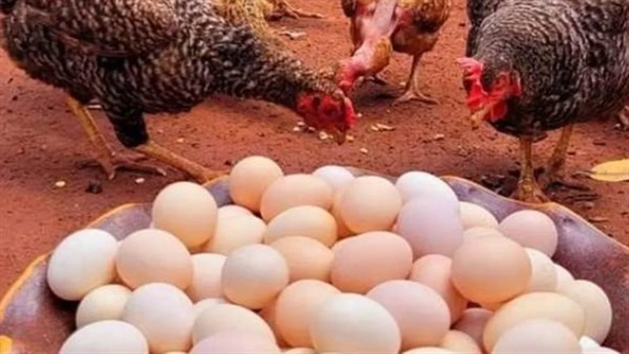 أسعار الفراخ تتغير.. خريطة أسعار الساسو والبلدي اليوم 2 يوليو